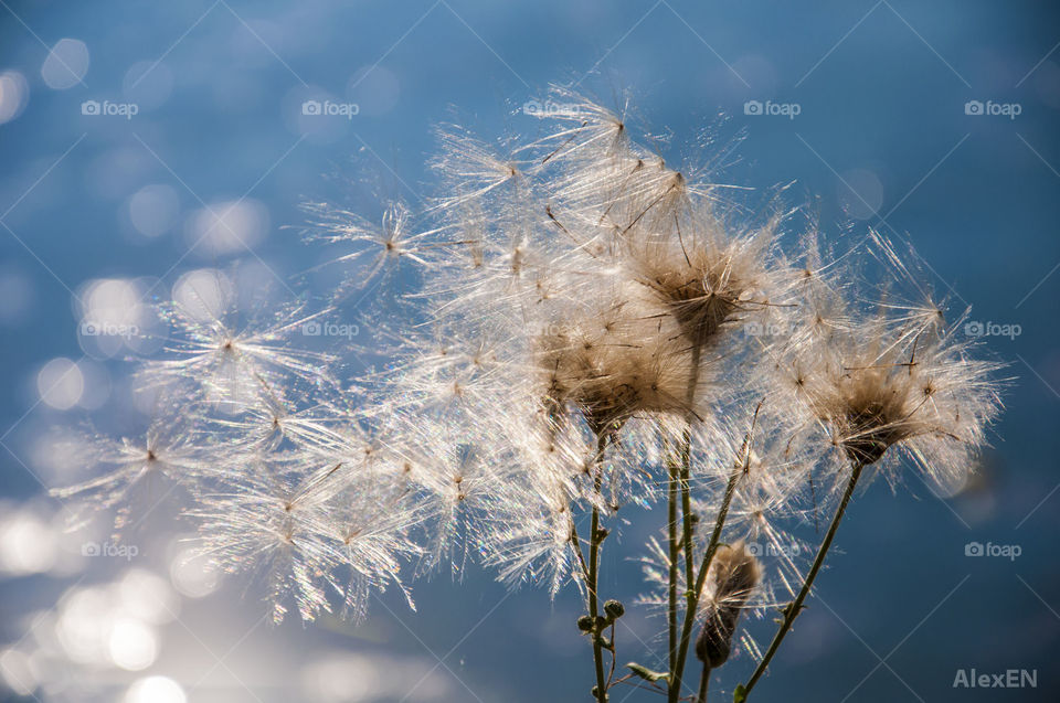 Dandelions in the wind