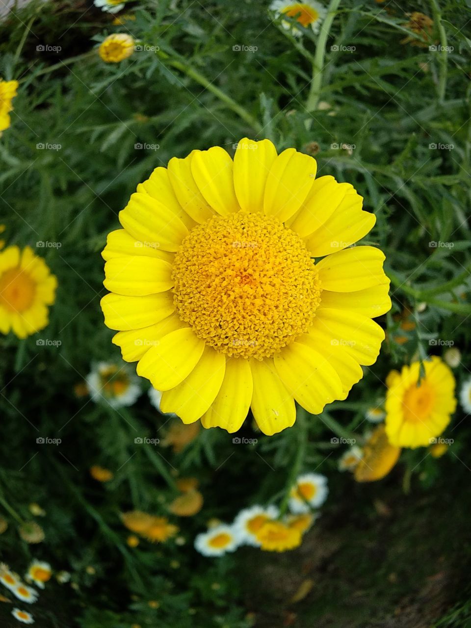 focus on yellow flowers