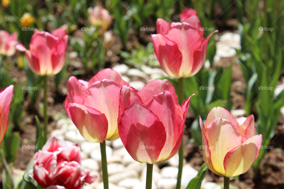 Pink tulips in the garden