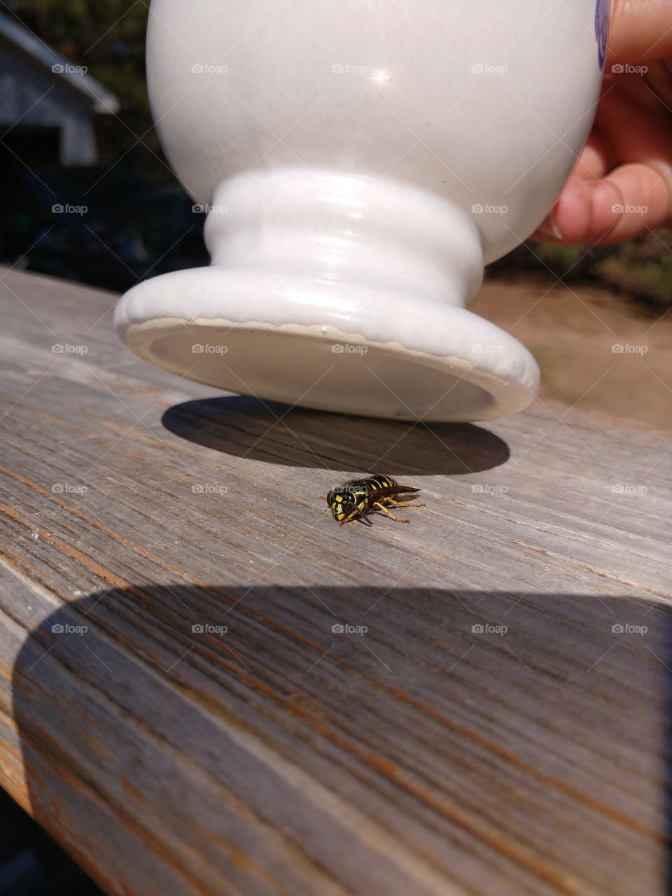 wasp until cup
