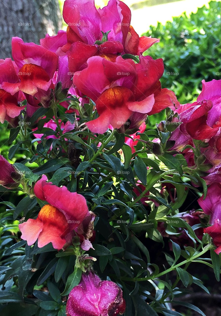 Pink flowers 