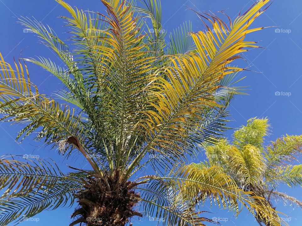 Великолепное сочетание Кокосовые пальм и голубого неба.