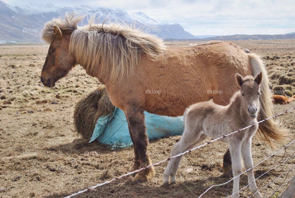 Horse and foal at farm