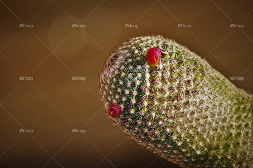 Beautiful cactus with flowers