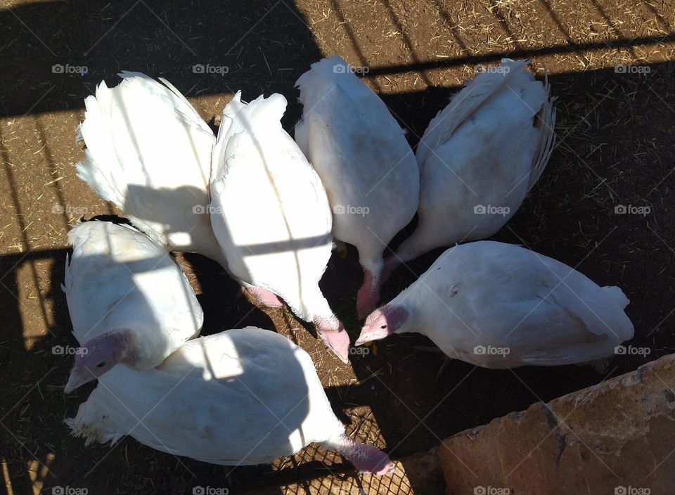 broad breasted white