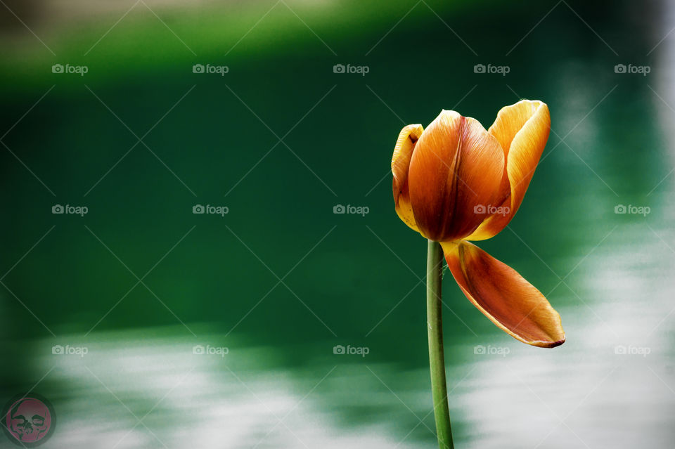 Tulip on a pond. Tulip on a pond