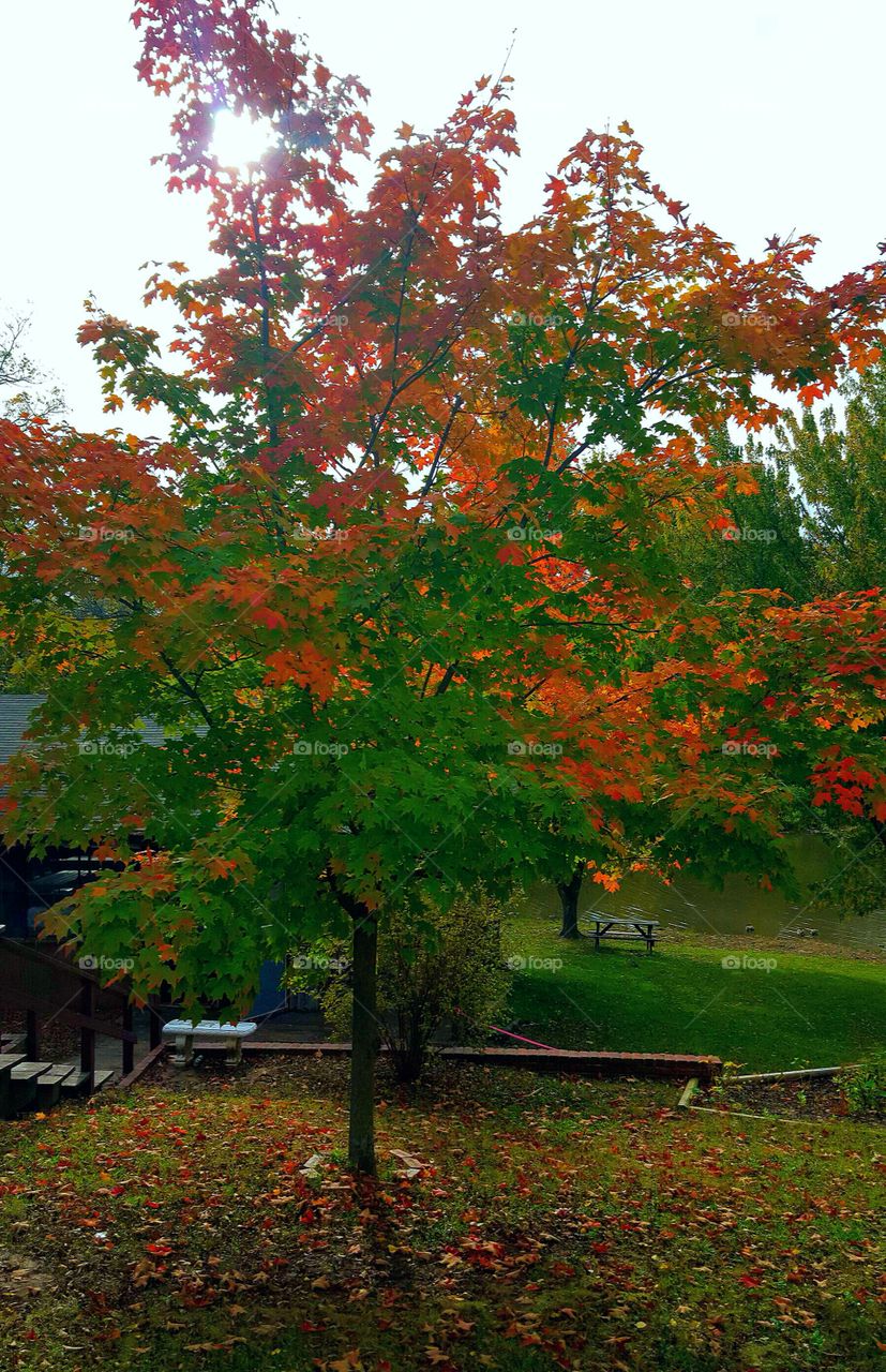 Leaf, Fall, Tree, No Person, Maple
