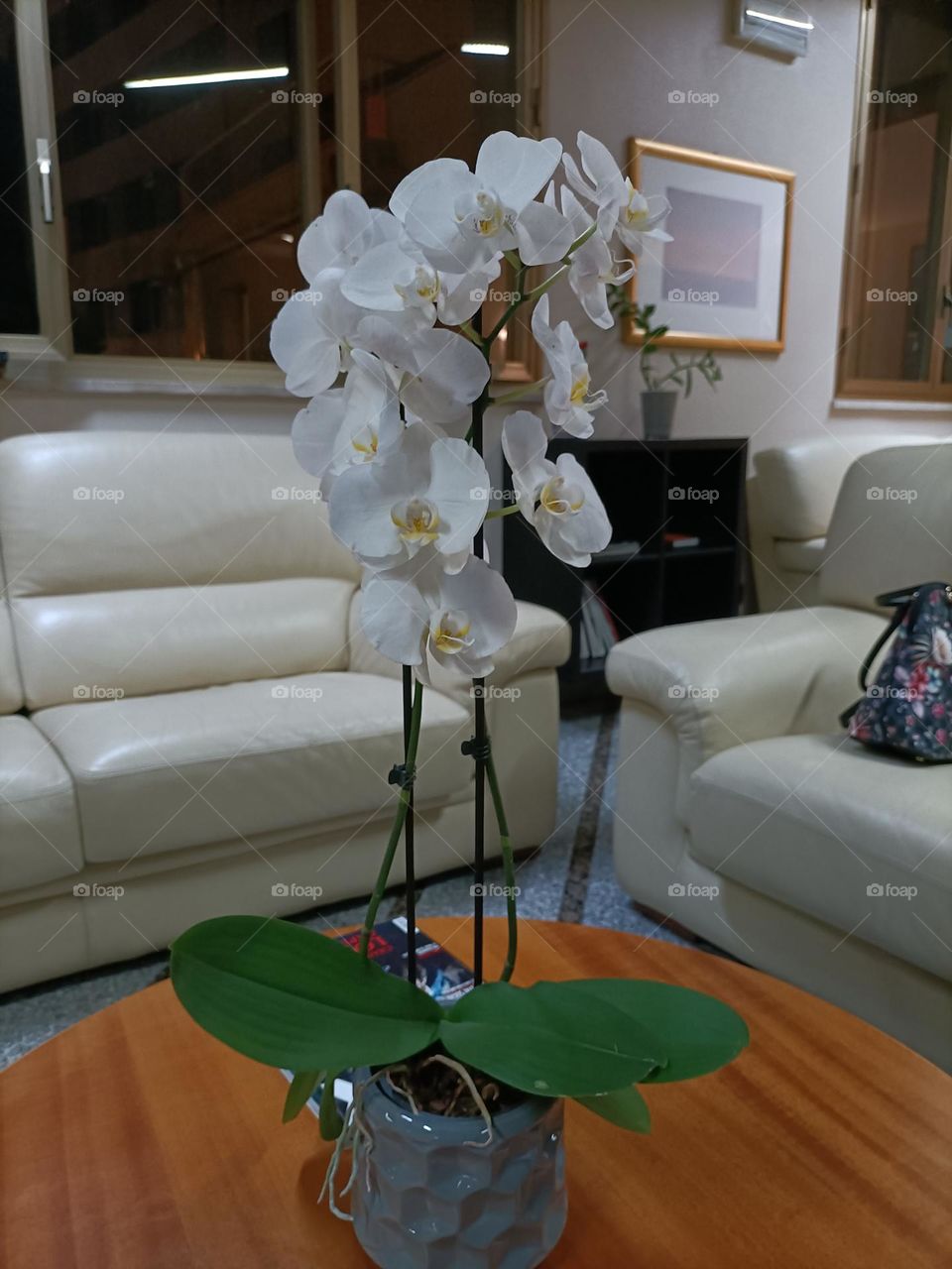 orchidea