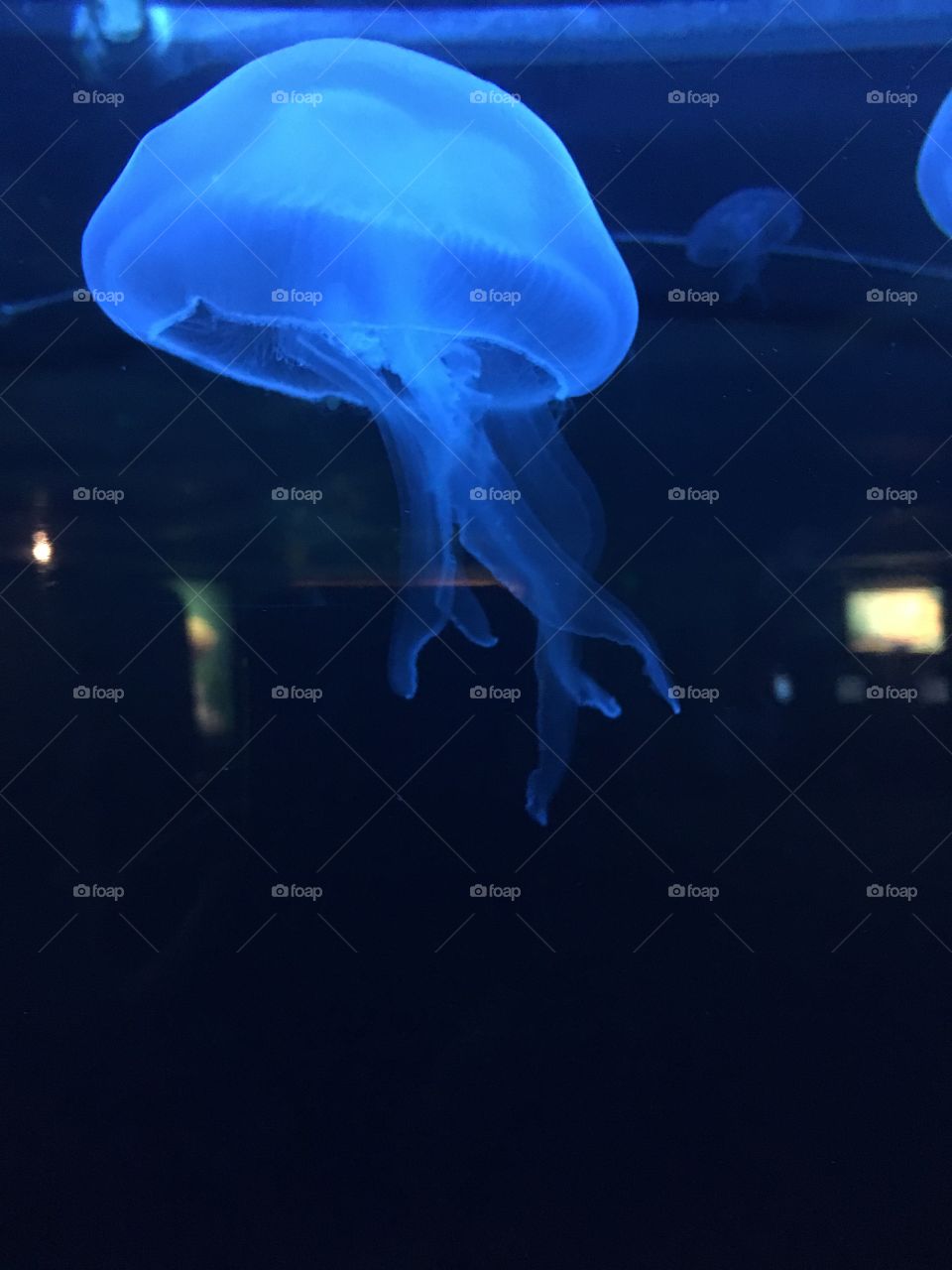 My best Jellyfish!