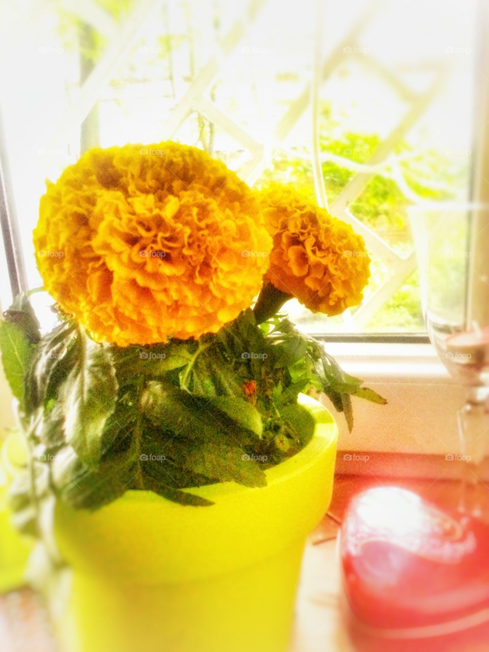 flowers on the window desk