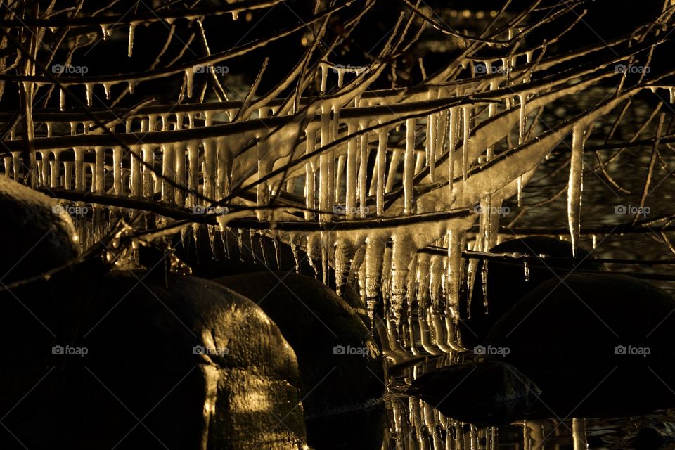 Icecicles hanging from tree branch