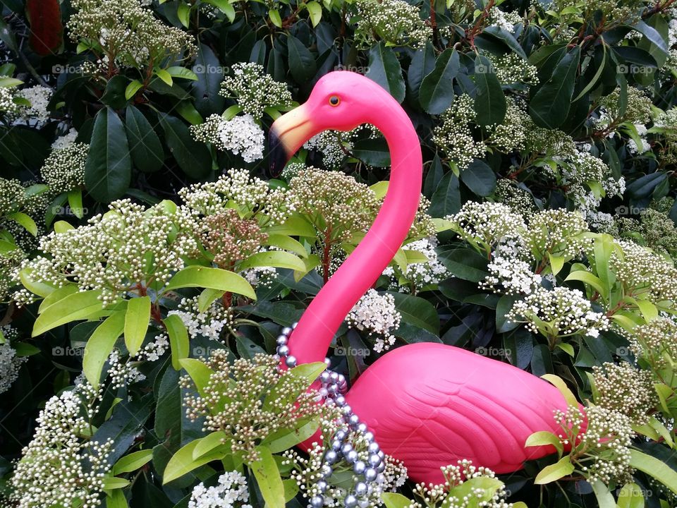 Flamingo in Flowers