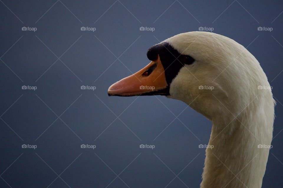 Swan Face Close-Up