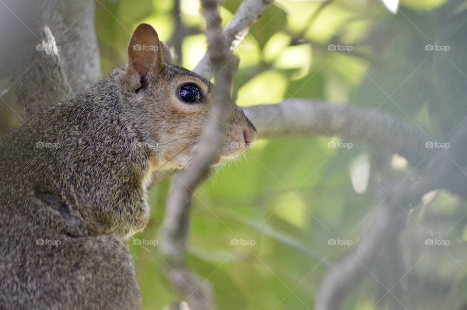 Squirrel 