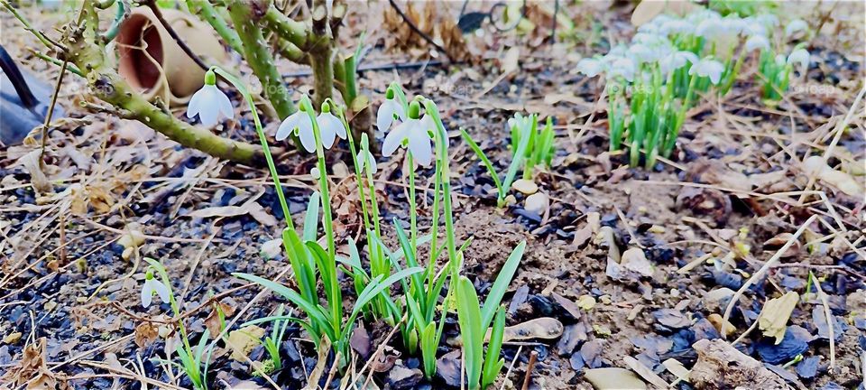 These are „snow globes“, pretty little flowers that are known to be the earliest portents of spring. Some surface as early as January as these in a garden in rural „Bavaria“ reminding us of the yearly cycle of life. 2024. Hypnotic Productions
