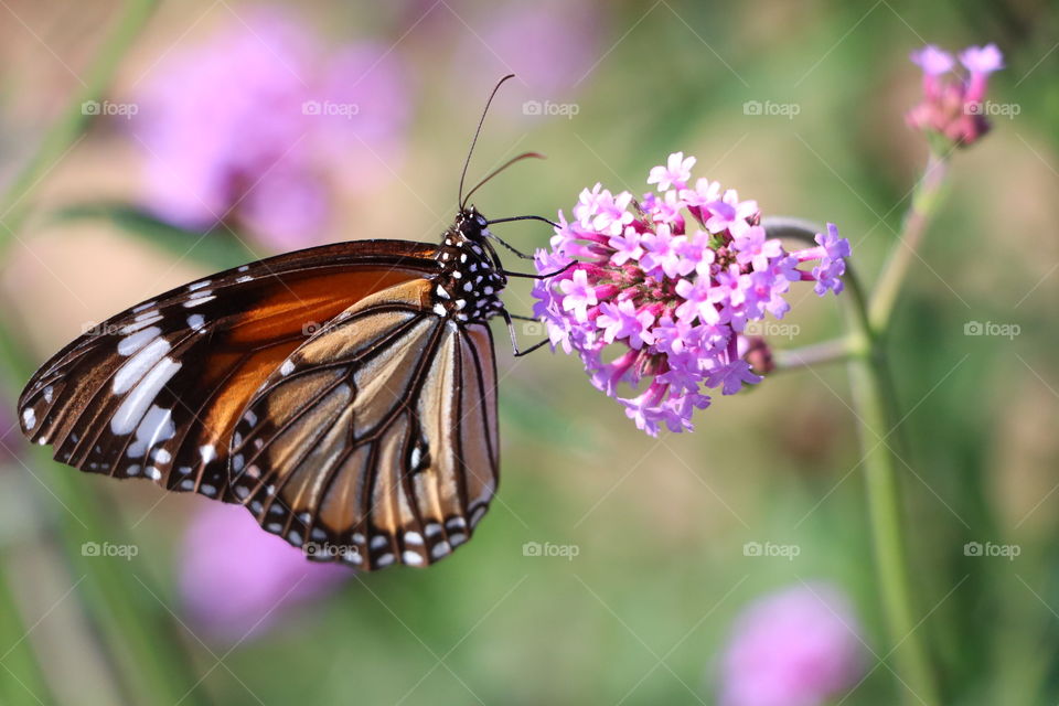 Monarch foraging flower