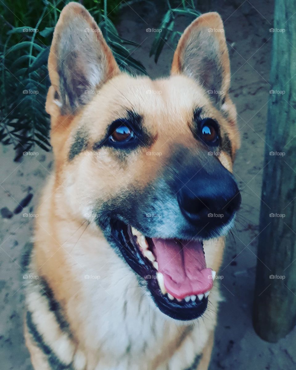 My best friend and a great photogenic model. Dogs are truly man's best friend.