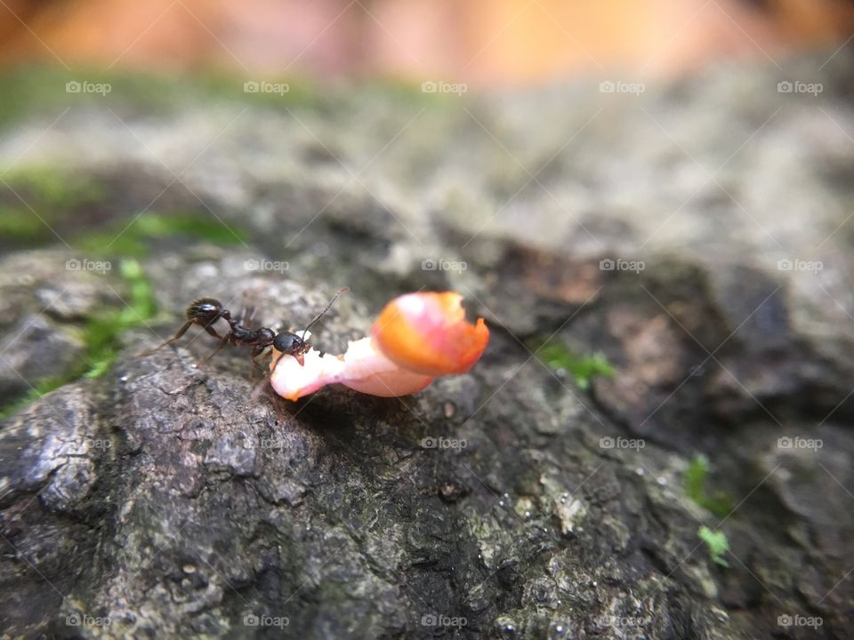 Ant pulling something