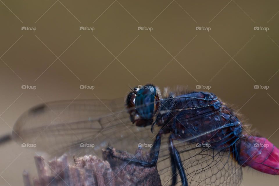 Macro view of dragon fly.