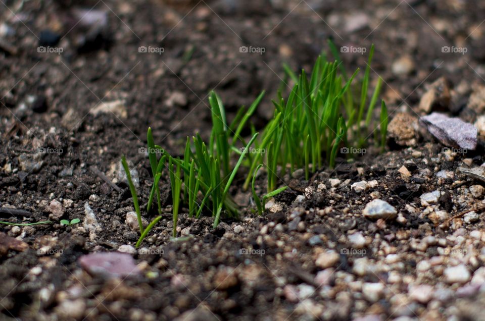 Wheatgrass sprouts