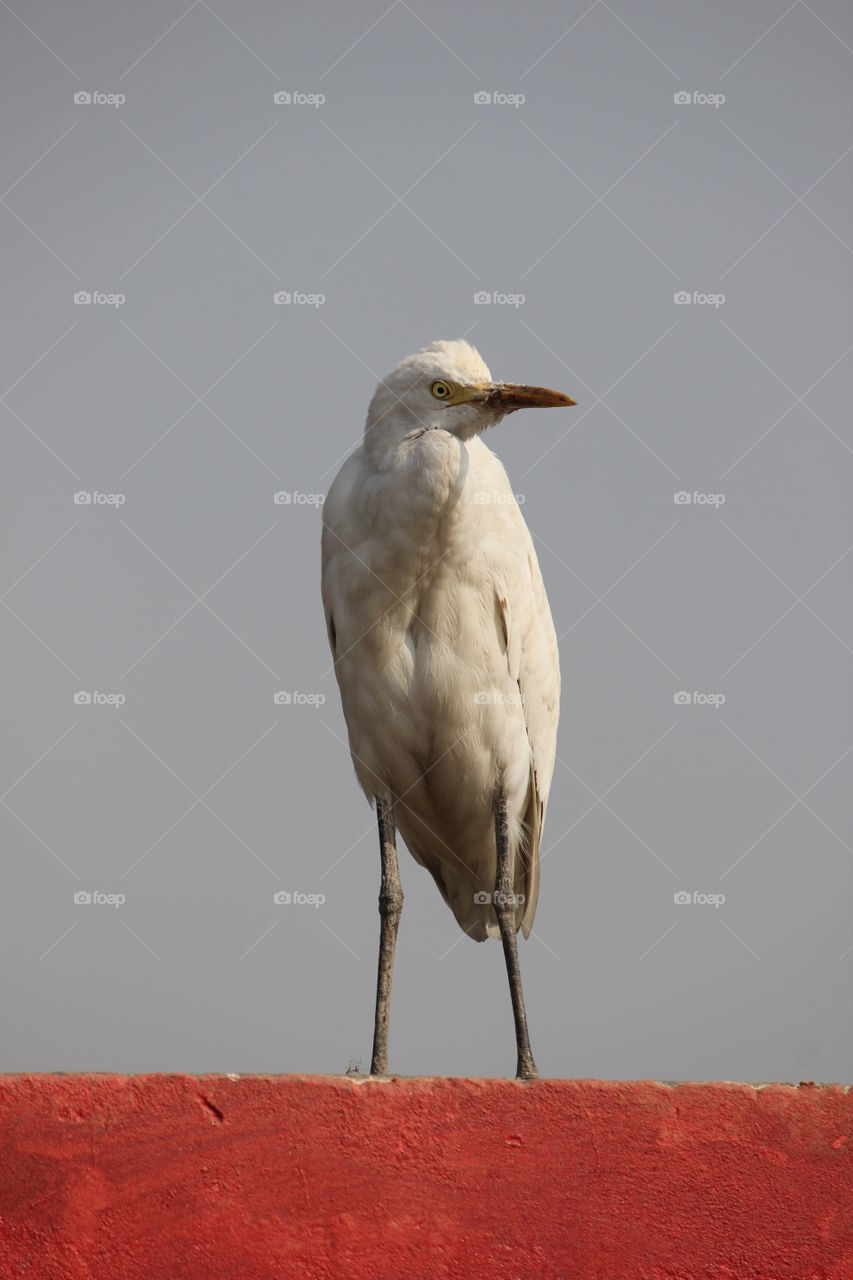 Crane bird! Wildlife Photography