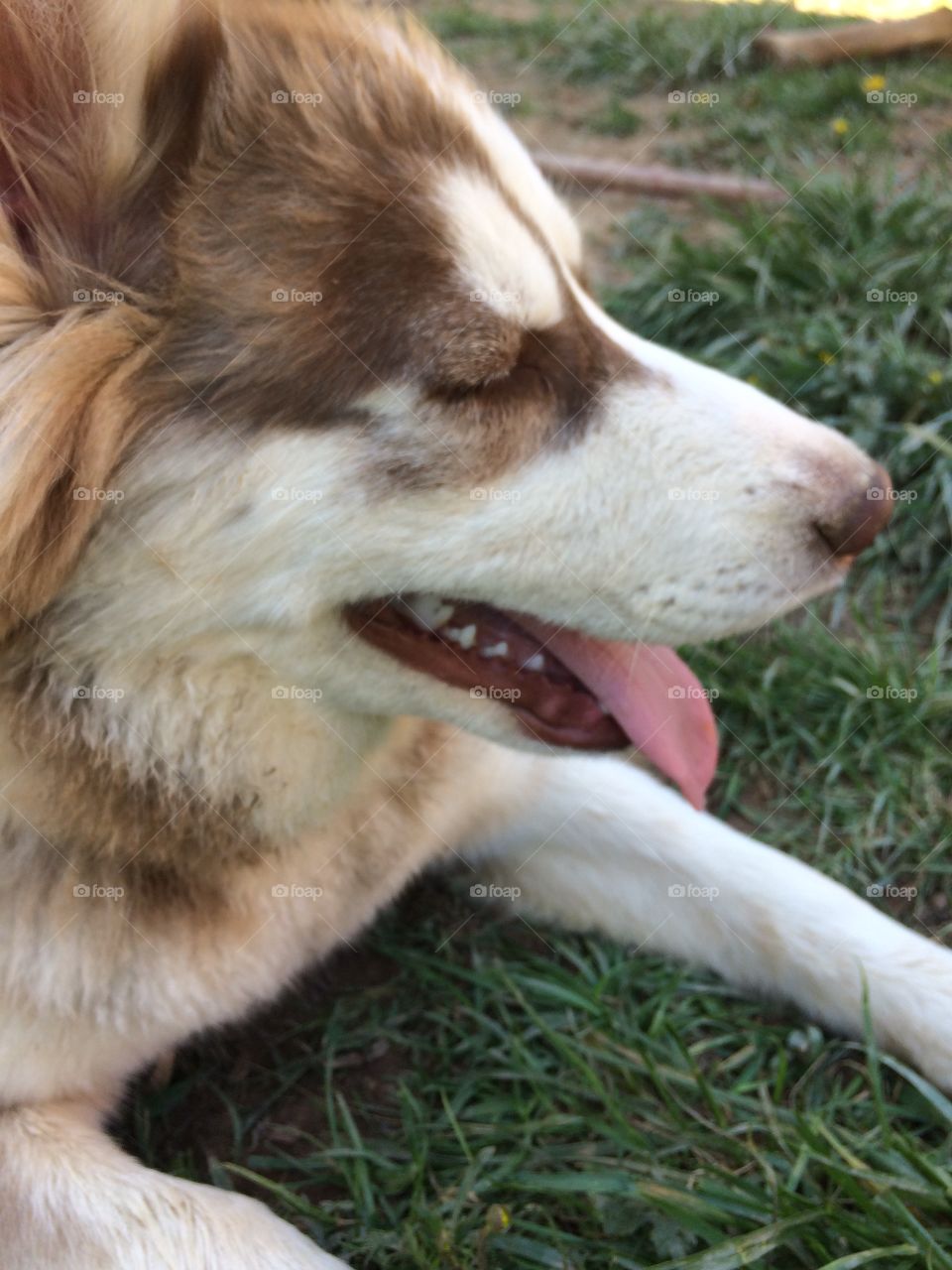 Incredible husky dogs