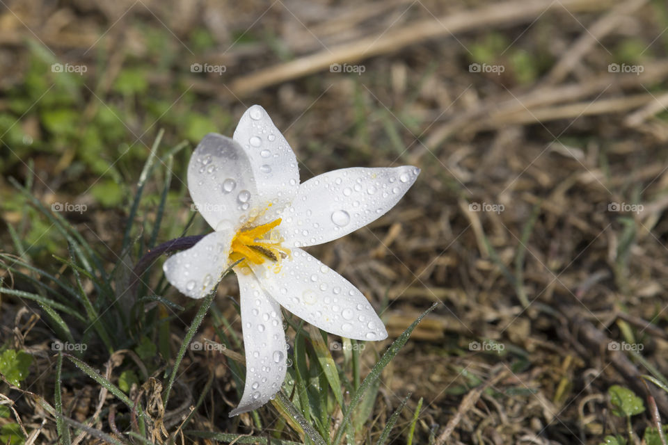 spring snowdrop with drops of water