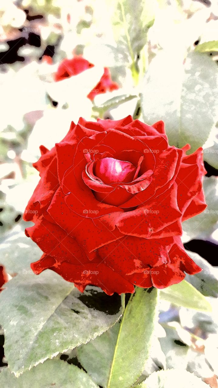 art of rose flower