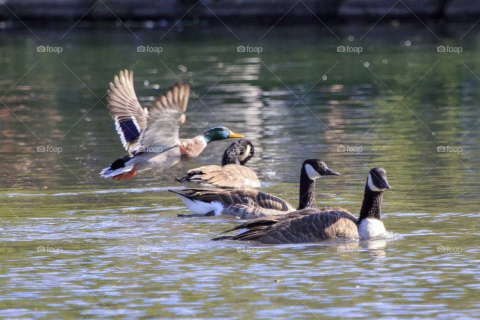 Birds - waterfowls in action