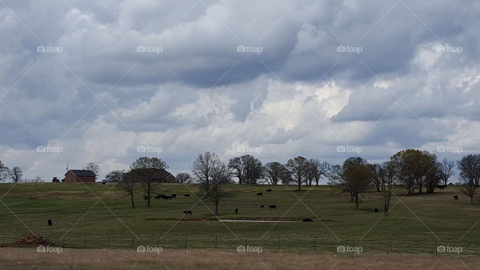 clouds and a cow pasture