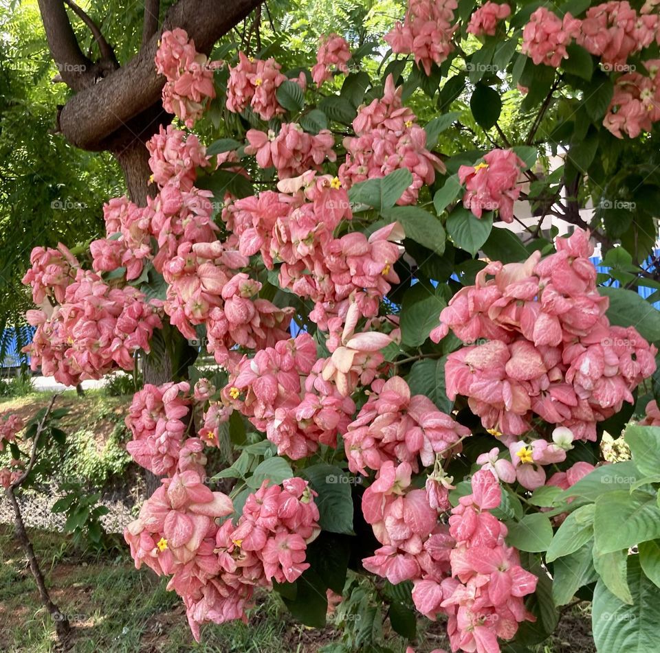 🌹 🇺🇸 Very beautiful flowers to brighten our day.  Live nature and its beauty. Did you like the delicate petals? / 🇧🇷 Flores muito bonitas para alegrar nosso dia. Viva a natureza e sua beleza. Gostaram das pétalas delicadas? 