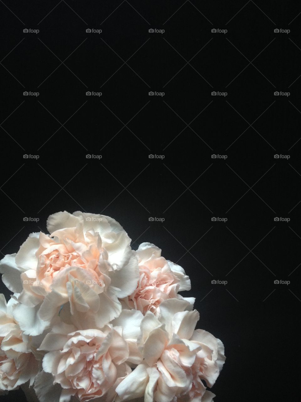 Champagne coloured flowers on a dark background