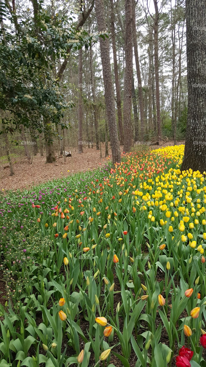 Nature, Flower, Leaf, Flora, Garden