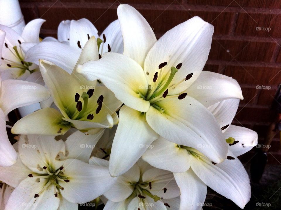 Flowering white lily in summer.