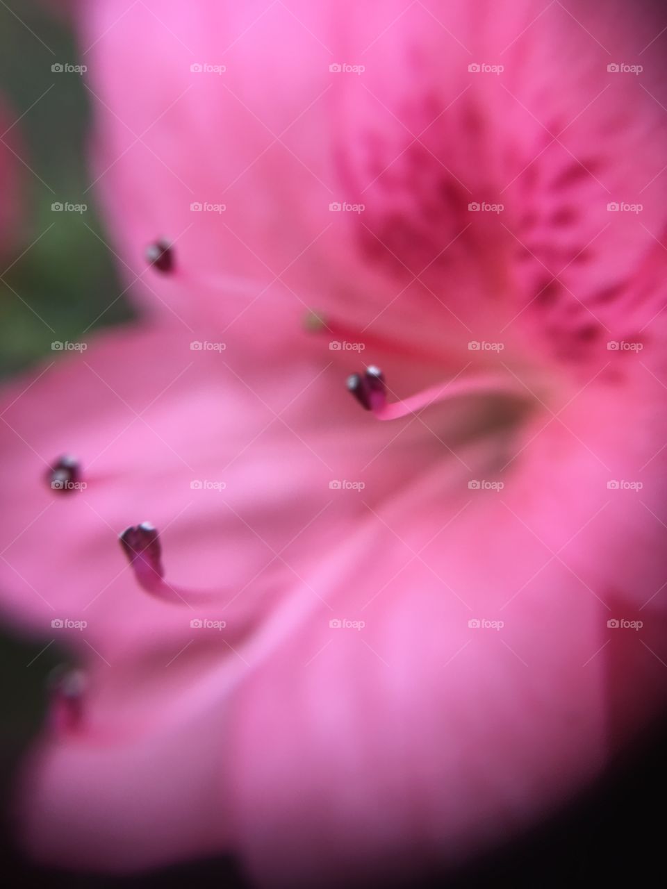 Pink azalea closeup macro 