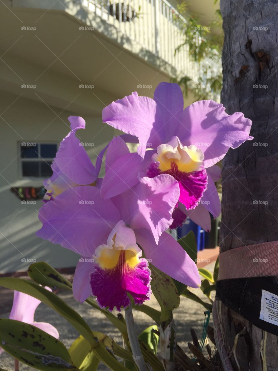 Cattleya orchid 