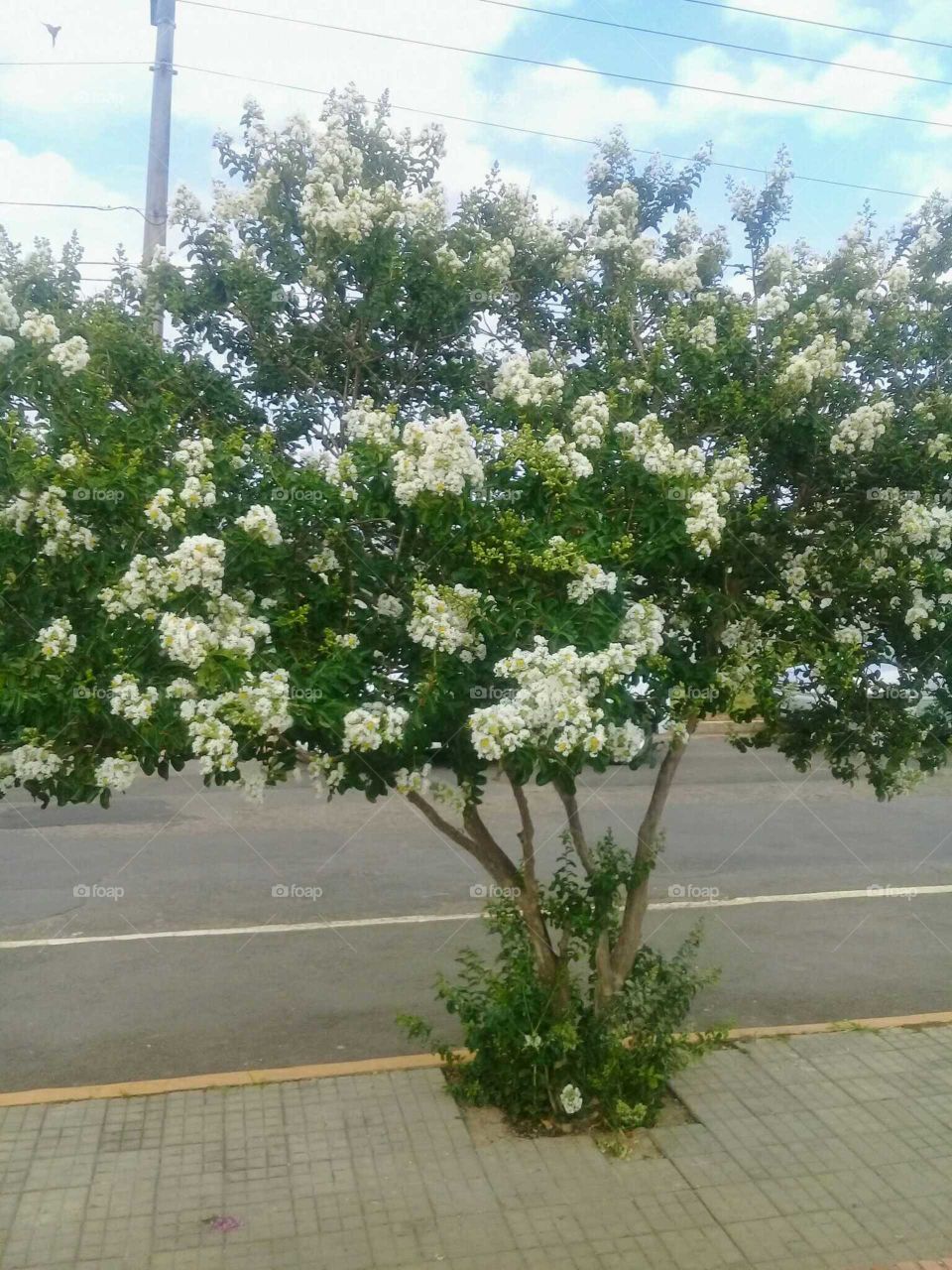 árvore florida
