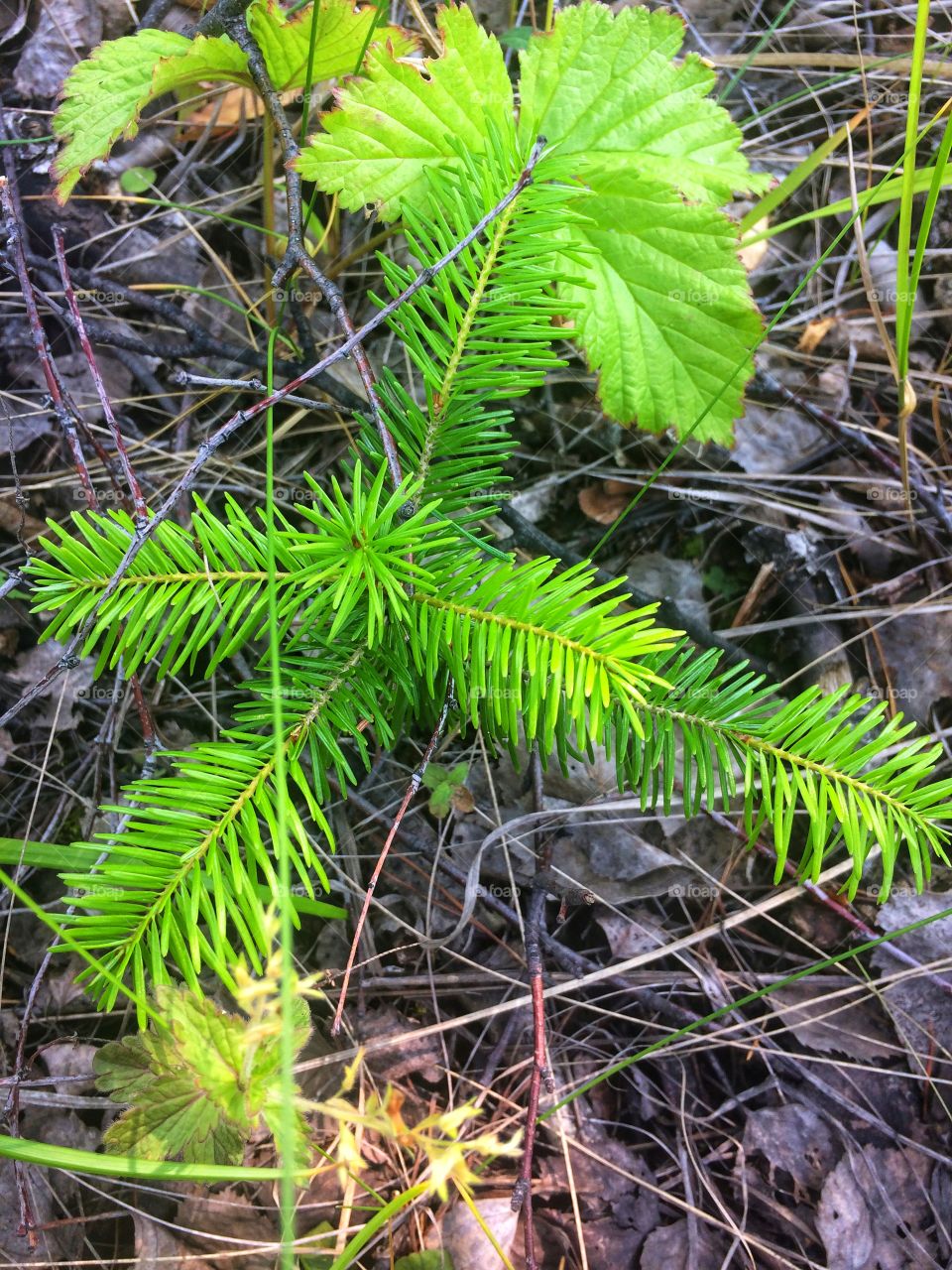 Little spruce 