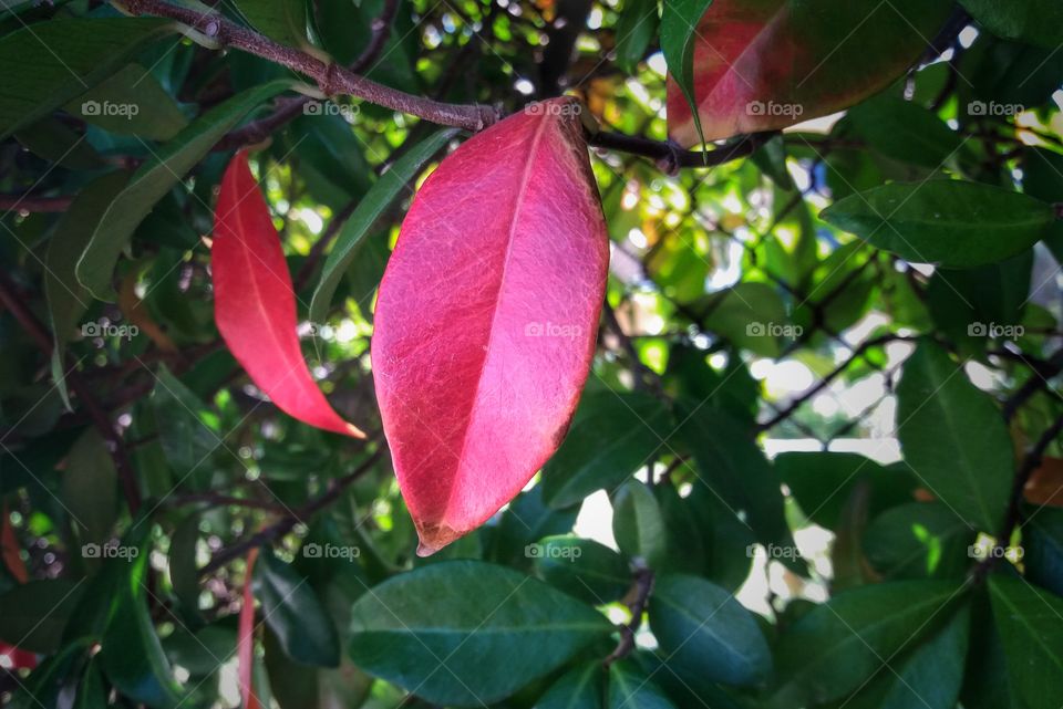 Pink leaf during fall!