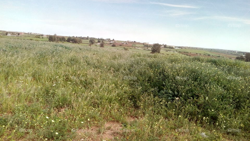 Prairie in spring