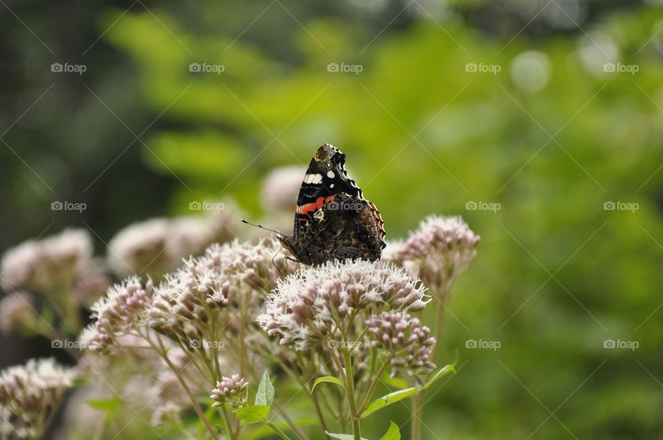 Beautiful butterfly on a flower