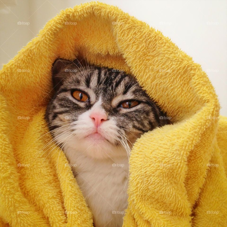 Cat wrapped in yellow tower
