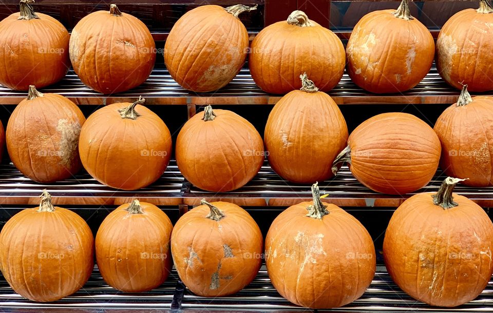 Halloween Pumpkin Season in New York City