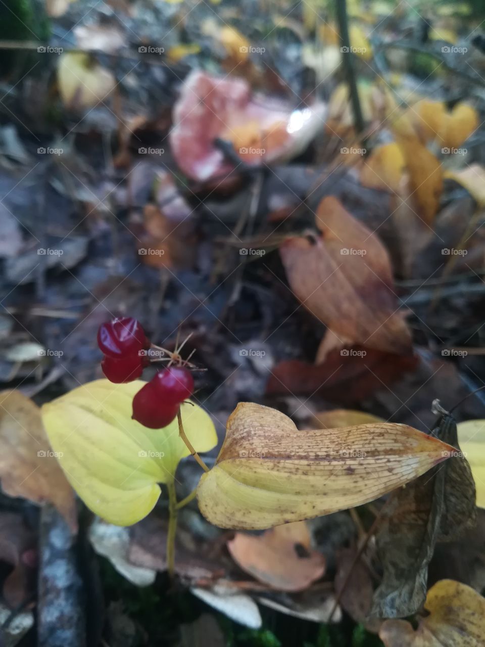 Berries