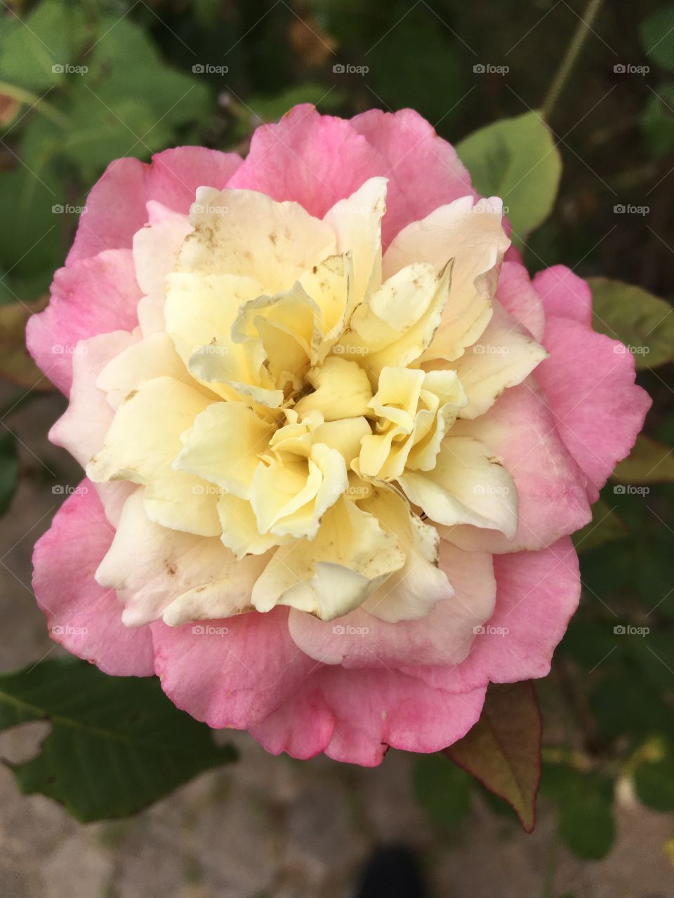 🌺Fim de #cooper!
Suado, cansado e feliz, curtindo a beleza das #flores.
🏁
#corrida
#running
#flowers
#CorujãoDaMadrugada
#alvorada
#flor