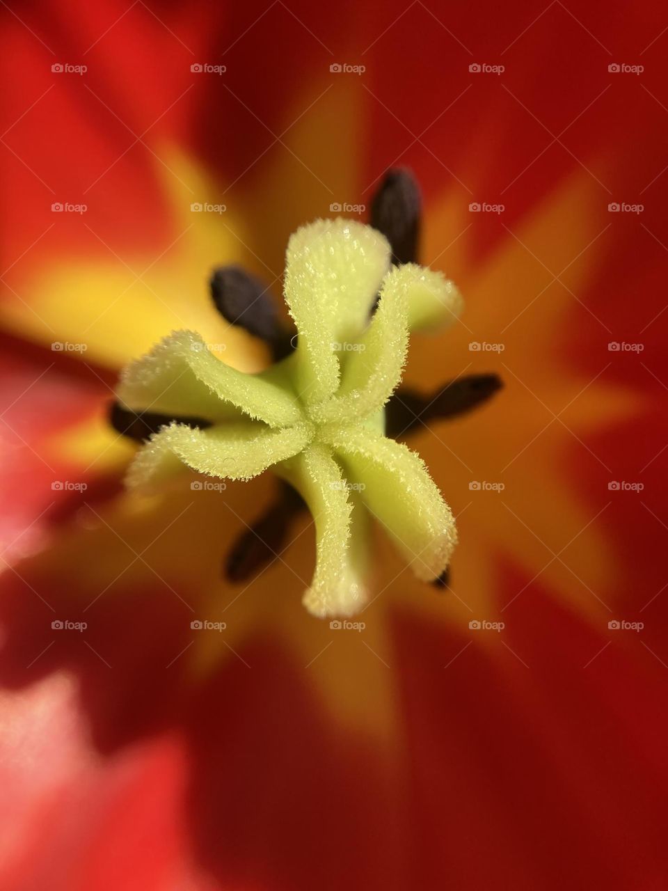the middle of a tulip flower