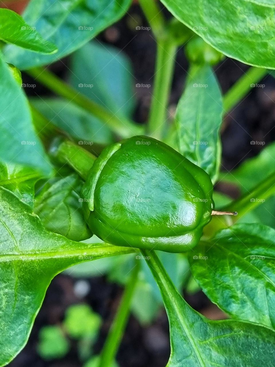 first pepper