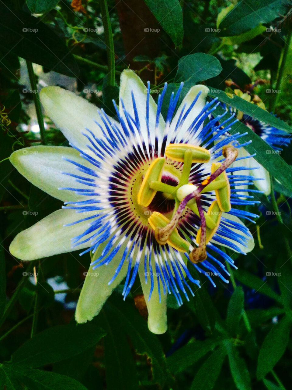 PASSIONFLOWER VINE