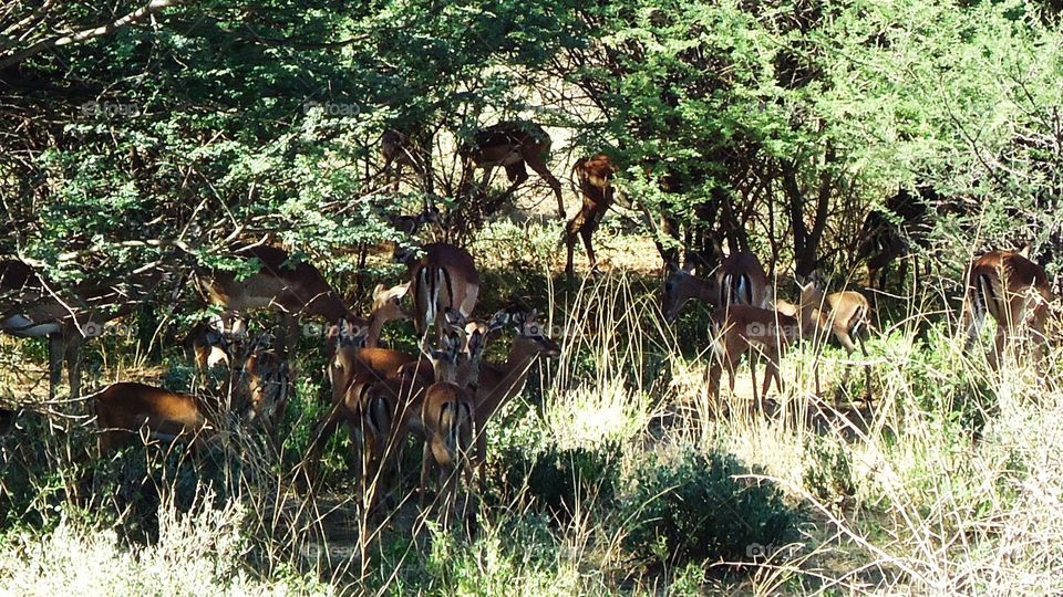 Impalas in the bush