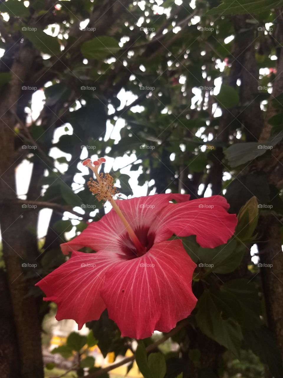 red hibiscus